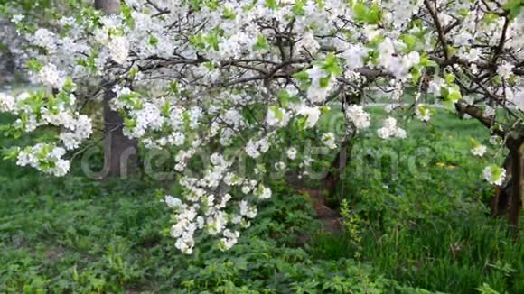 春天公园里开花的梅树视频的预览图