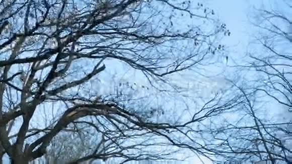 无叶树枝对蓝天视频的预览图