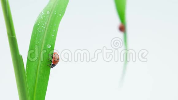 瓢虫走在绿草上视频的预览图
