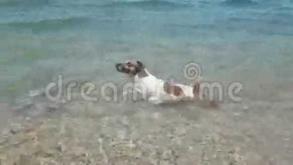 精力充沛的杰克罗素猎犬在奔跑视频的预览图