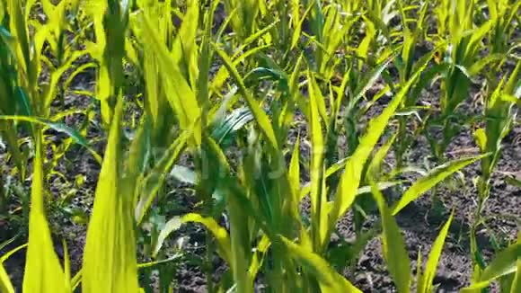 玉米的嫩芽生长在夏季的田野里视频的预览图