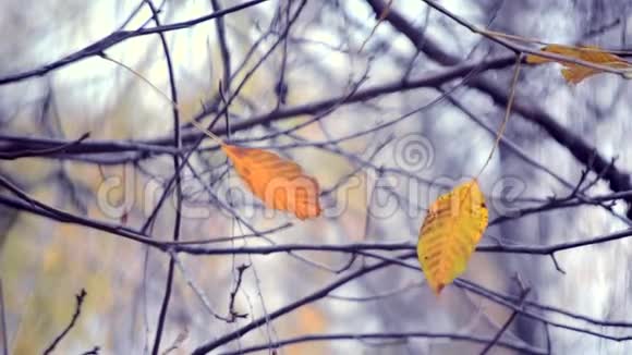 秋天树枝上黄色和棕色的叶子视频的预览图