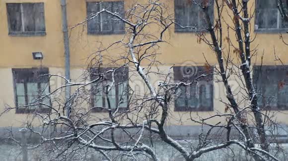 在城市下雪多层建筑和树木特写冬天视频的预览图