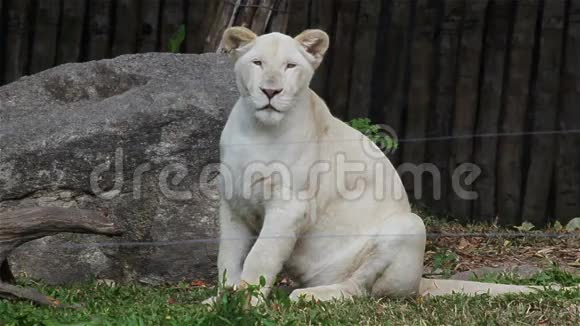 一头白狮子坐在高清的地上视频的预览图