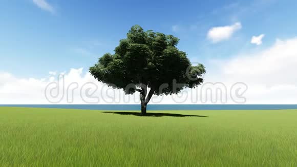 野外孤树无缝镜头视频的预览图