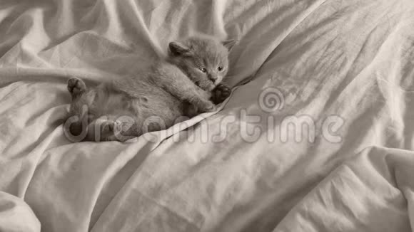一只英属蓝色的小猫坐在床单上爪子抬起视频的预览图