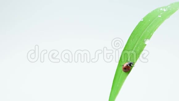 一只瓢虫在青草的绿叶上行走视频的预览图