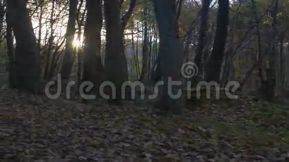 秋天森林里的镜头移动视频的预览图