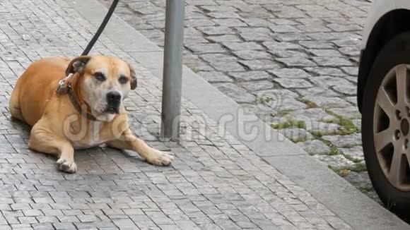 一只孤独的狗在等它的主人一条大狗坐在街上的皮带上从人群的脚边经过视频的预览图
