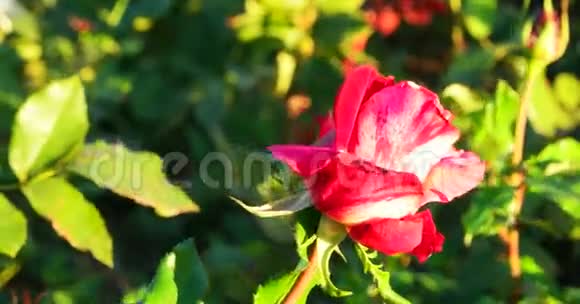 玫瑰花园在布鲁姆古典色彩的选择性聚焦粉红玫瑰花园视频的预览图