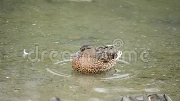 平静夏日池塘水中的雌性野鸭视频的预览图