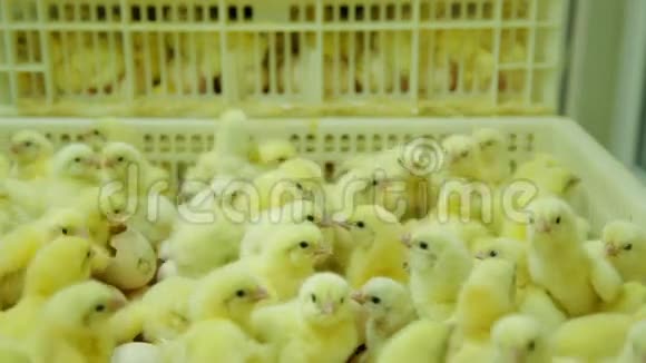 工厂里的小小鸡视频的预览图