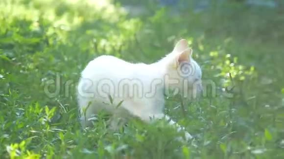 小白猫在草地上跳慢动作视频视频的预览图