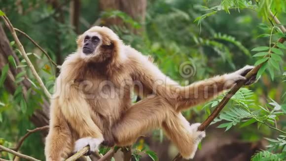 特写镜头雌性白颊长臂猿低倍性亮氨酸在野外的树上栖息视频的预览图