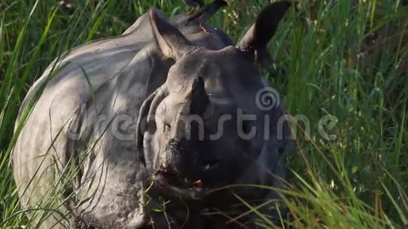 印度犀牛独角兽也叫大一角犀牛在草地上放牧视频的预览图
