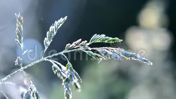 初春夏晨绿露覆盖的青草植物视频的预览图