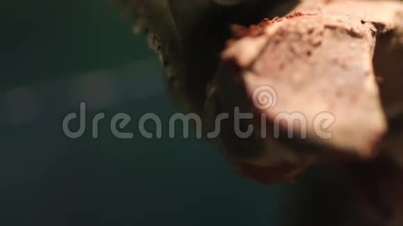 蜥蜴的头部接近视频的预览图