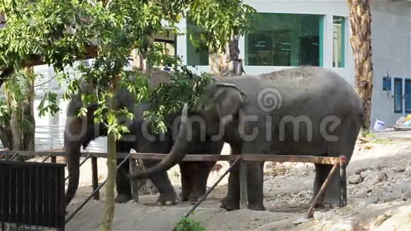 亚洲大象等待游客喂食视频的预览图
