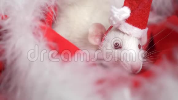 戴着小帽子的白鼠圣诞老人从红色背景的圣诞老人帽子里望了望圣诞卡2020年文号视频的预览图