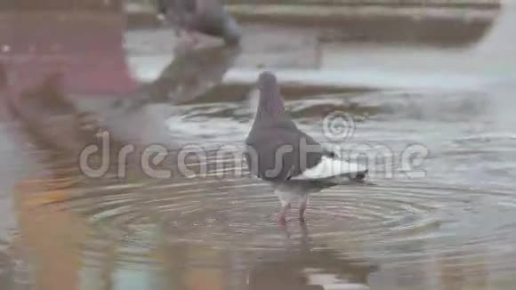 鸽子从水坑里飞开慢动作视频视频的预览图