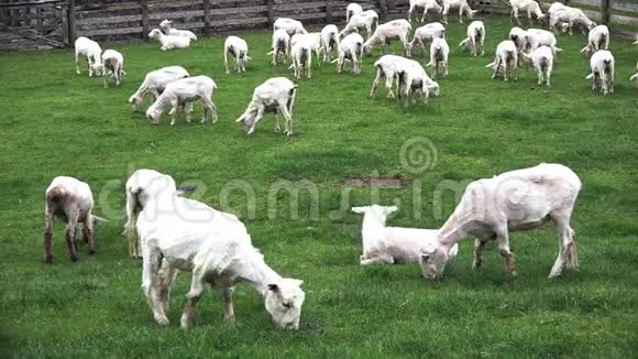 在新西兰的一个围场里放羊视频的预览图