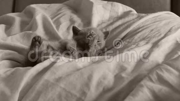 一只英属蓝色的小猫坐在床单上爪子抬起视频的预览图