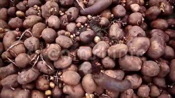 腐烂马铃薯的堆肥堆视频的预览图