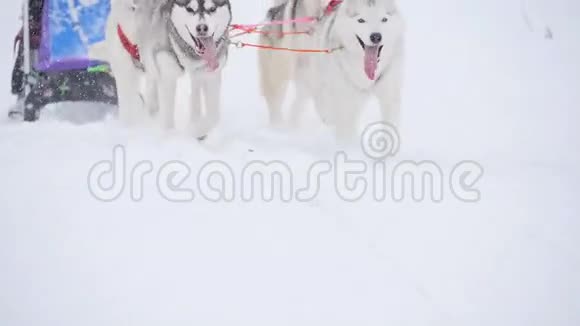 马舍躲在雪橇后面慢动作的雪橇狗比赛视频的预览图
