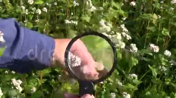 农民农学家用放大镜观察荞麦视频的预览图