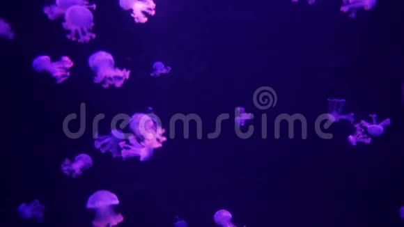 一群美丽的紫色水母自然背景视频的预览图