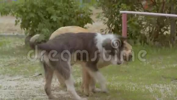 两只狗在草坪上嬉戏慢动作视频视频的预览图