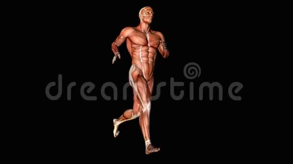 人体男性身体解剖图示一名肌肉明显的人体慢跑者视频的预览图