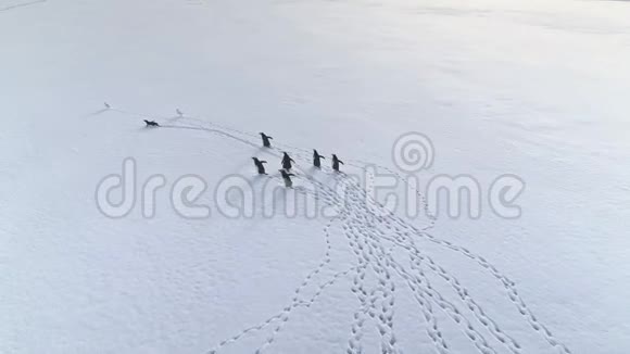 有趣的企鹅漫步北极雪鸟瞰视频的预览图