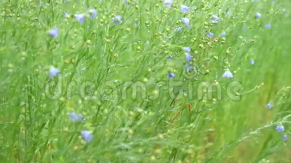 早晨雨天的代西和草甸视频的预览图