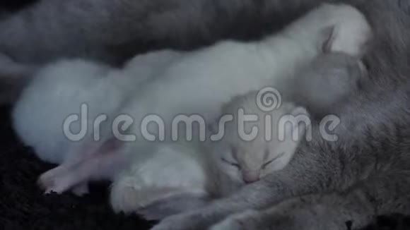 猫妈妈喂她的小猫黑色背景特写镜头视频的预览图