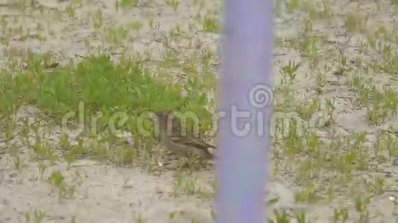 雀跃啄食种子和慢动作视频视频的预览图