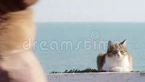 可爱的幼猫躺在沙滩上视频的预览图