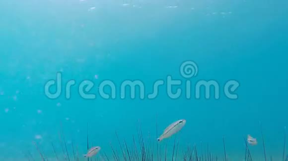 鱼游过海胆刺视频的预览图