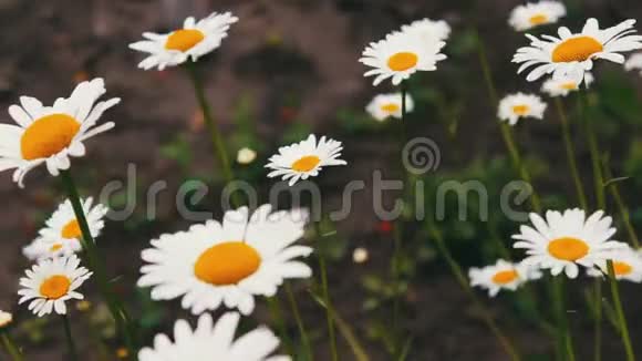 夏日花园盛开的绚丽雏菊视频的预览图