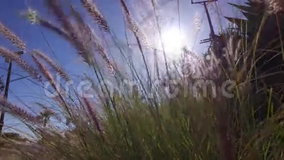 风在草地上摇曳着草视频的预览图