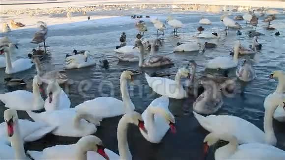 白色的天鹅和鸭子在结冰的河上游泳视频的预览图