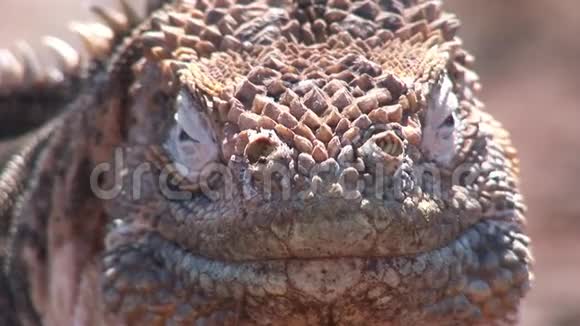 加拉帕戈斯群岛岩石海岸上的鬣蜥视频的预览图