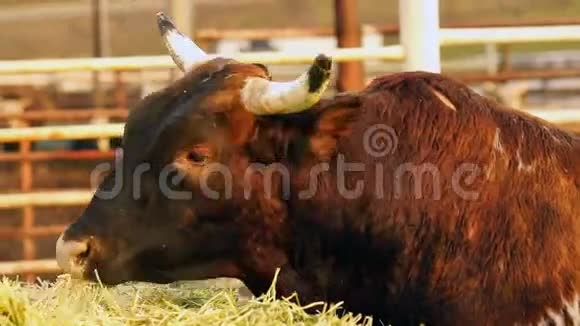 牛牛早育华盛顿乡村牧场视频的预览图
