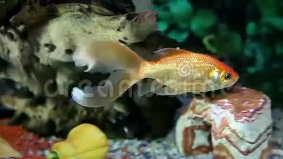 五颜六色的鱼在特别装饰的水族馆里享受视频的预览图