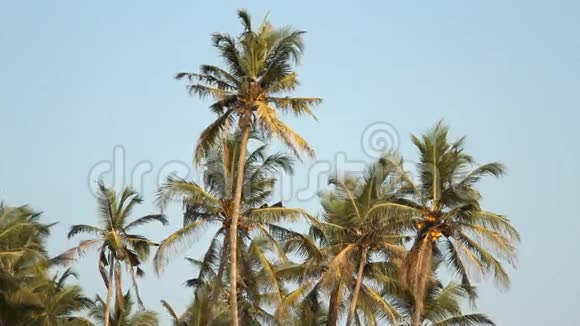 阳光明媚的一天棕榈树飞过天空视频的预览图