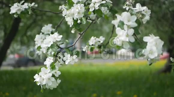 春天公园的一棵树上开着苹果园春天的晴天视频的预览图