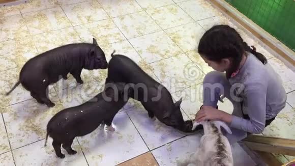 黑猪在动物动物园玩黑猪的女孩视频的预览图