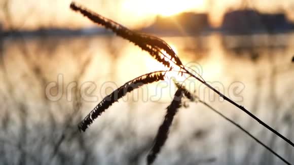 植物河落日自然视频的预览图