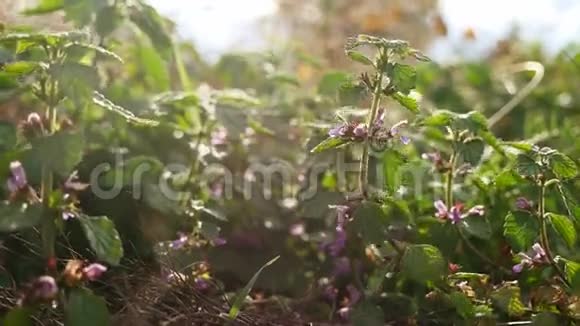 花紫林草在大自然中特写视频的预览图