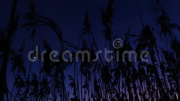 芦苇在风中摇曳晚安视频的预览图
